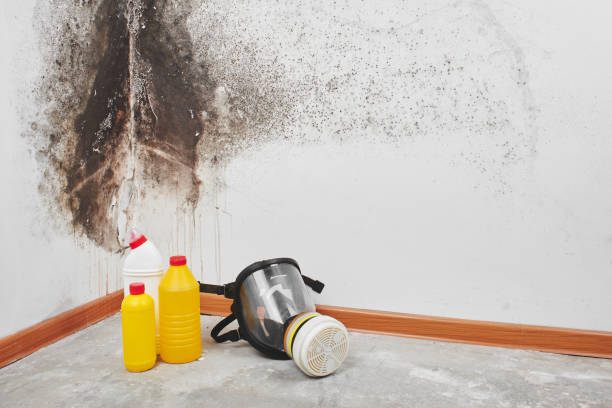 Best Professional Mold Removal  in Milroy, PA