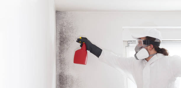 Trusted Milroy, PA Mold Removal Experts