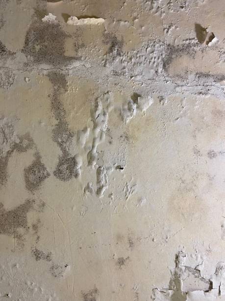 Best Mold Damage Repair  in Milroy, PA