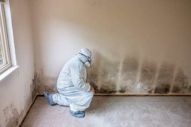 Best Certified Mold Removal  in Milroy, PA