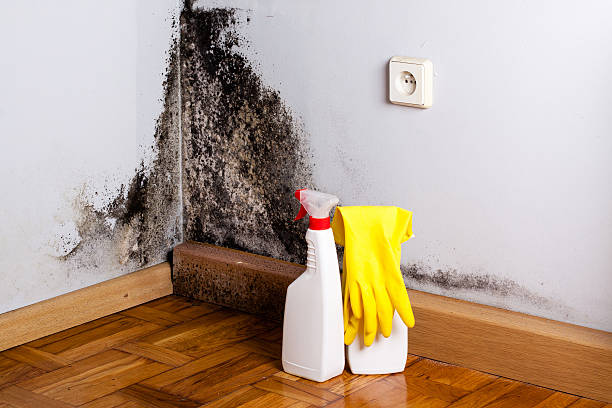 Best Best Mold Removal Companies  in Milroy, PA