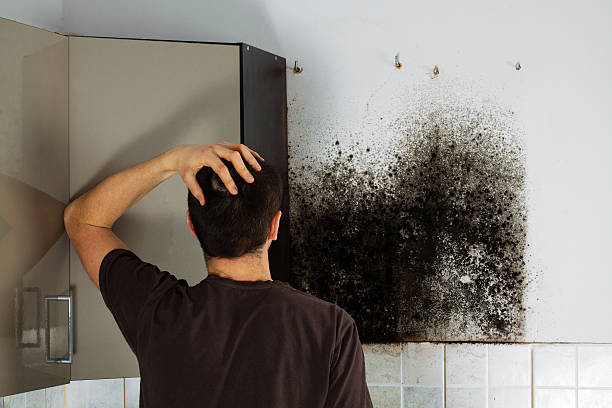 Best Emergency Mold Removal  in Milroy, PA