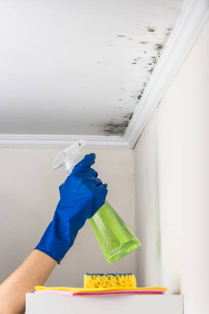 Best Crawl Space Mold Removal  in Milroy, PA